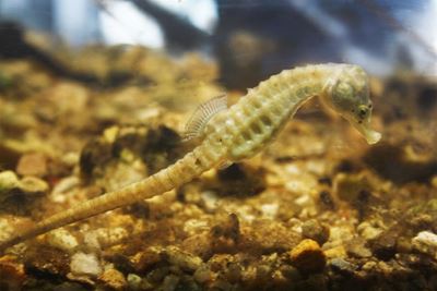 Rangers saddle up to protect seahorses